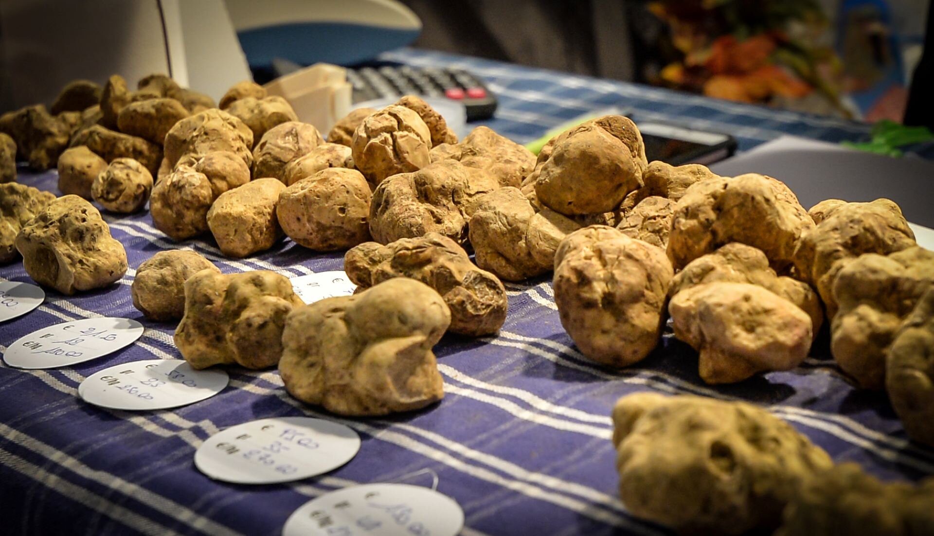 Tartufo Archivio Ente Turismo LMR Tartufo Archivio Ente Turismo LMR