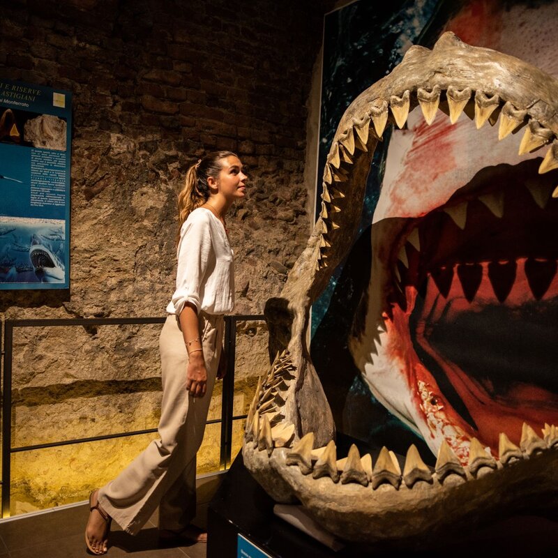 Museo Paleontologico Valeria Gallo Archivio Ente Turismo LMR (8)