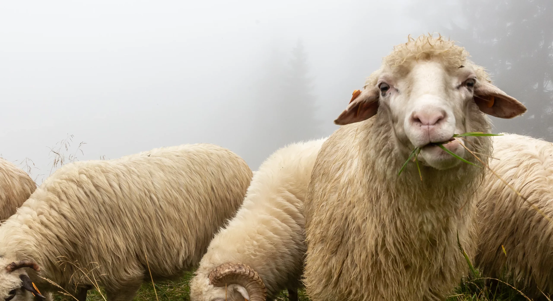 Sulle Colline di Bacco alla “Fiera dei Beru” di Monforte d’Alba