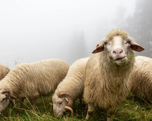 Sulle Colline di Bacco alla “Fiera dei Beru” di Monforte d’Alba