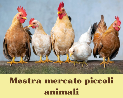 Mostra-Mercato Piccoli Animali - San Damiano d'Asti