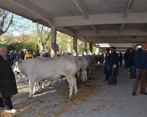 Fiera di Pasquetta -  Bra (CN)